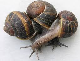 Snail